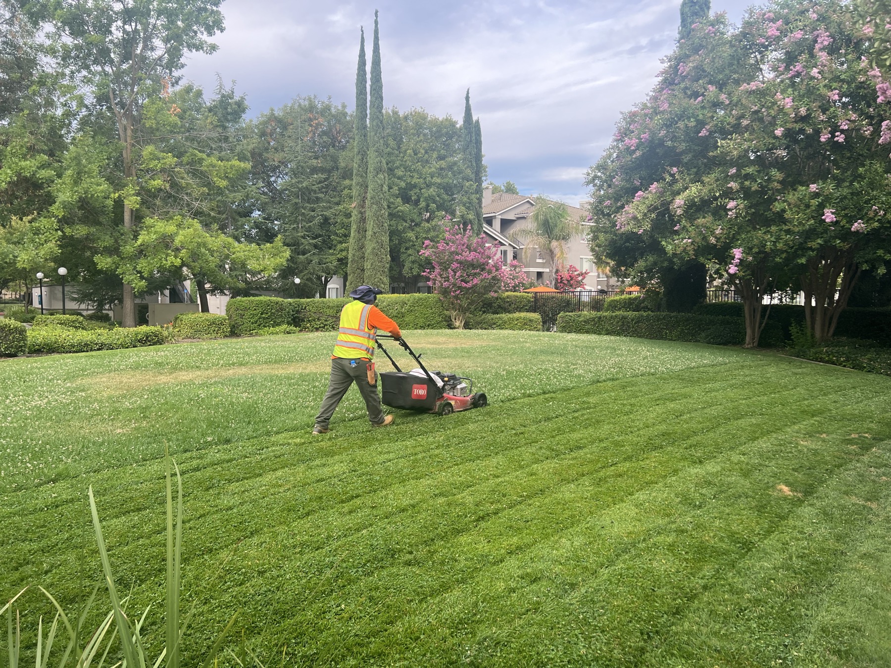 Fresh mowing stripes across a commercial lawn, crape myrtles in bloom